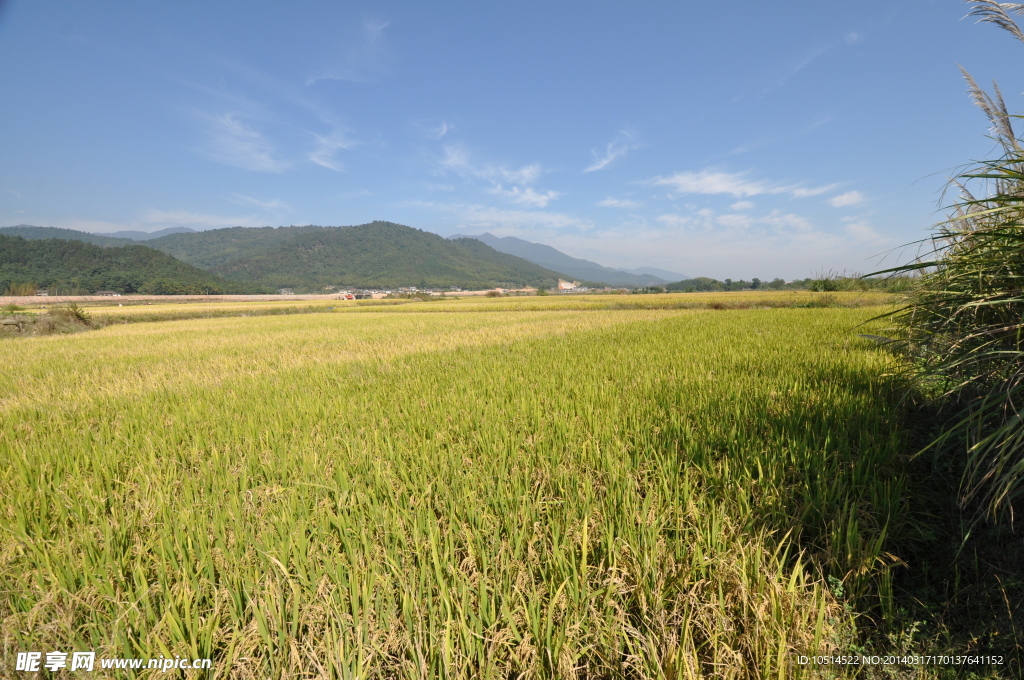 稻田