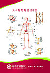 医疗骨骼结构图