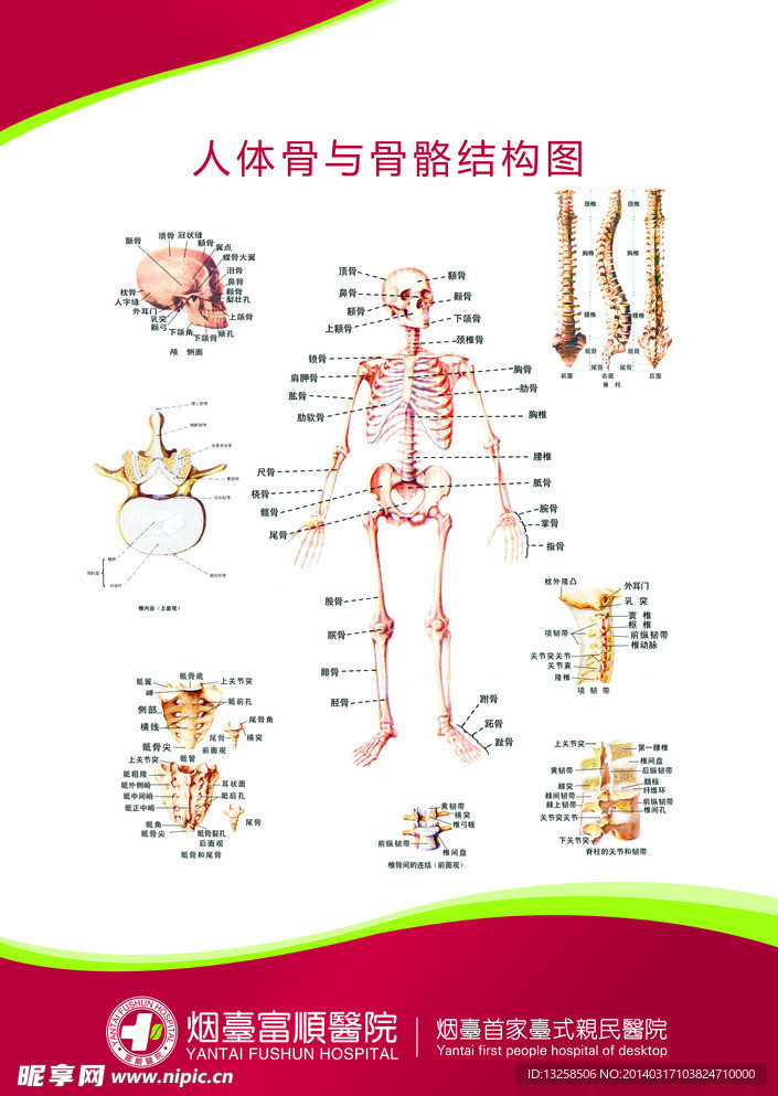 医疗骨骼结构图