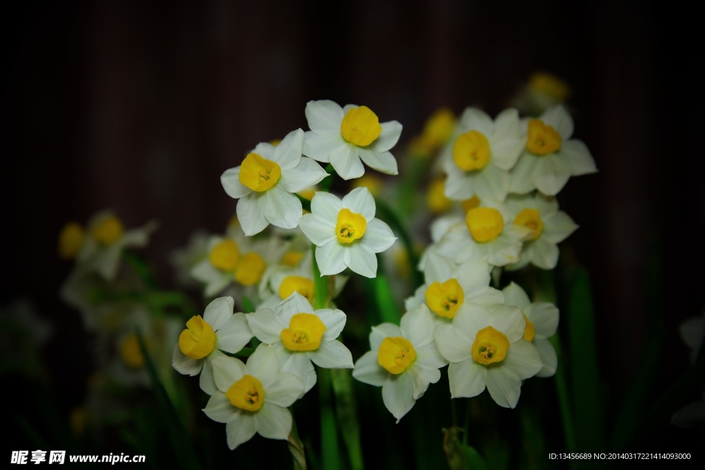 水仙花