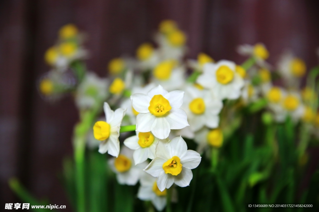 水仙花