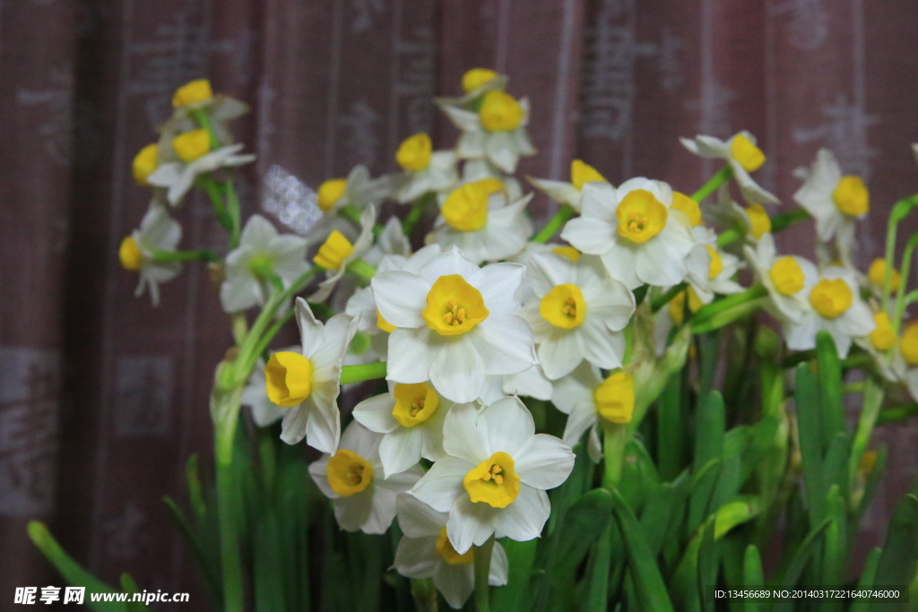 水仙花