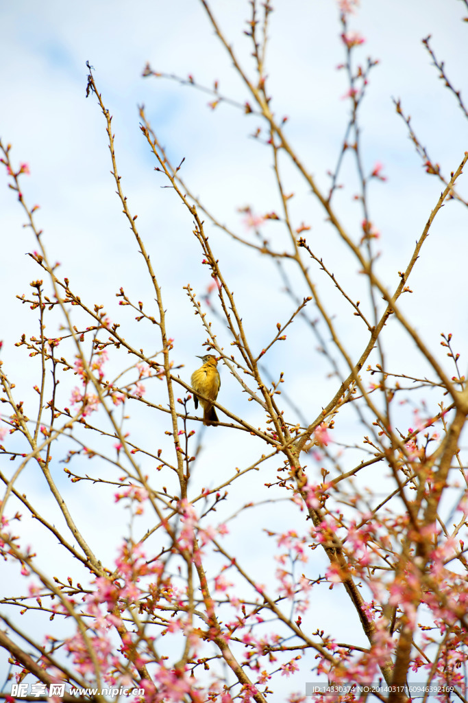 十里蓝山梅花