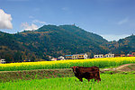 江南小山村