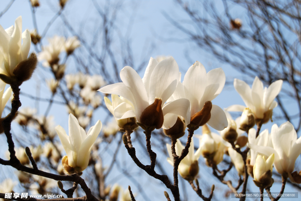 玉兰花