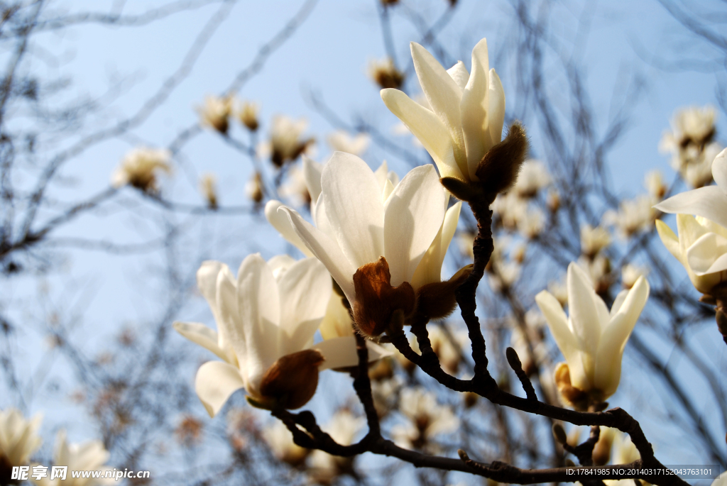 玉兰花