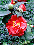 茶花 红色 山茶