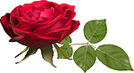 玫瑰花