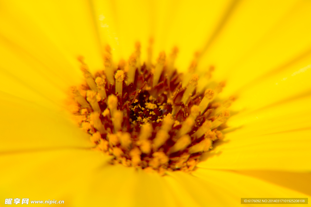 菊花花蕊