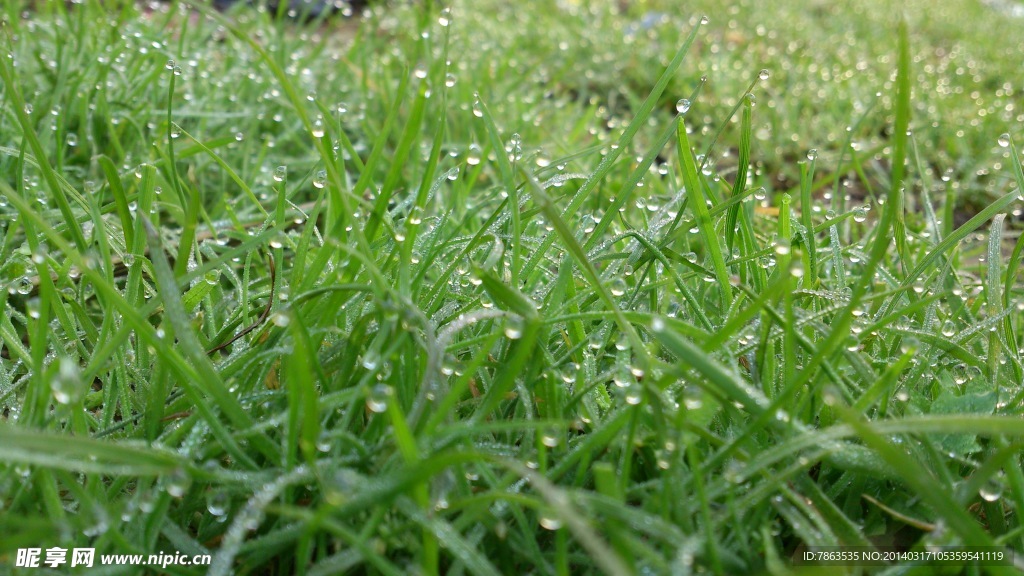 青草水珠