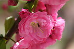 新疆榆叶梅
