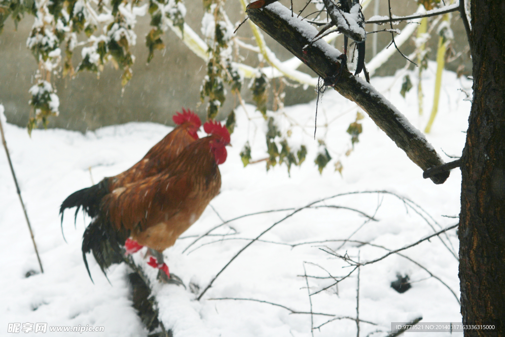 雄鸡傲雪