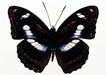 蝴蝶
