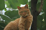 野猫