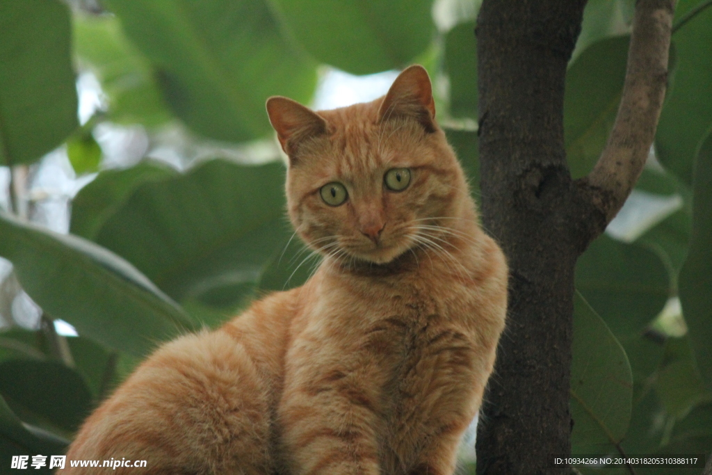 野猫