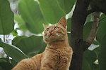 野猫