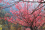 台湾台北乌来樱花季节