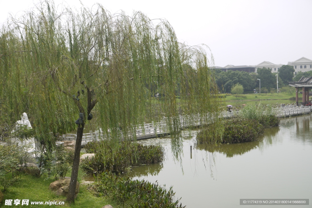 湖边柳树