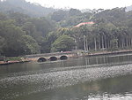 绿树