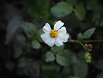野菊花