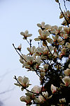玉兰