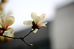 玉兰