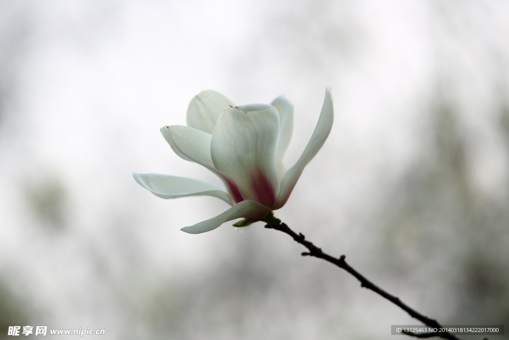 玉兰
