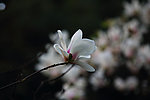 玉兰