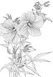 手绘线描图植物