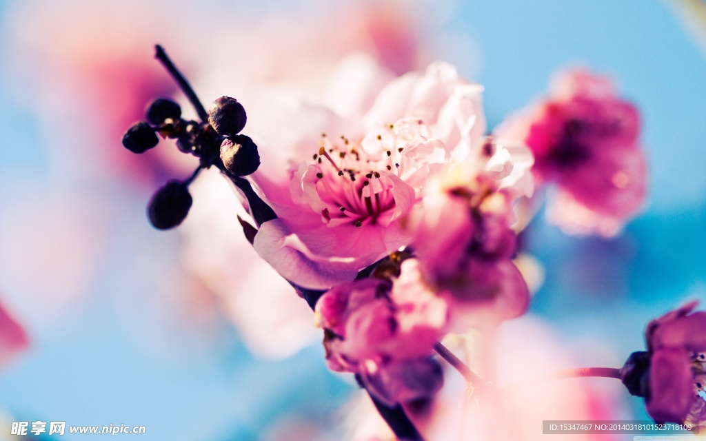 梅花