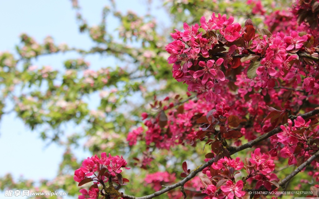 樱花