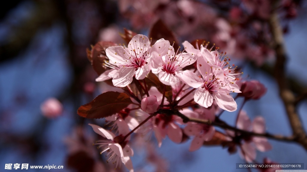 樱花