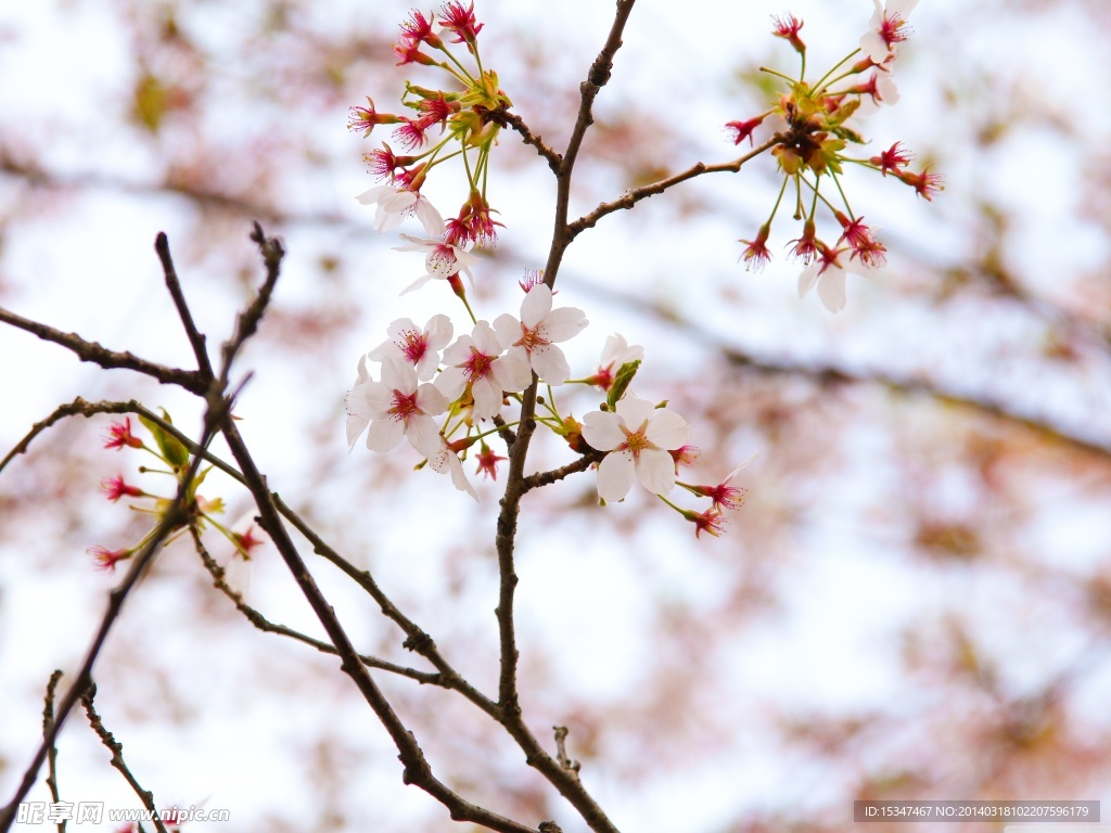 樱花