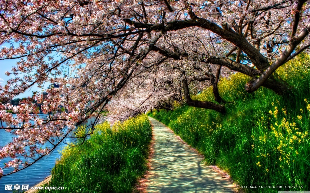 樱花