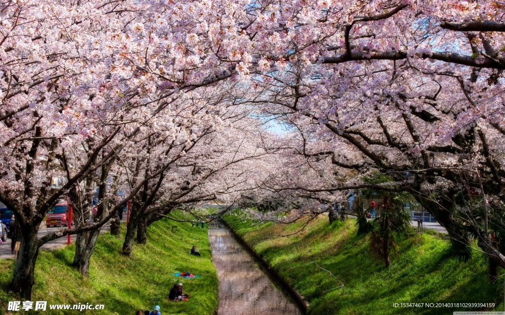樱花