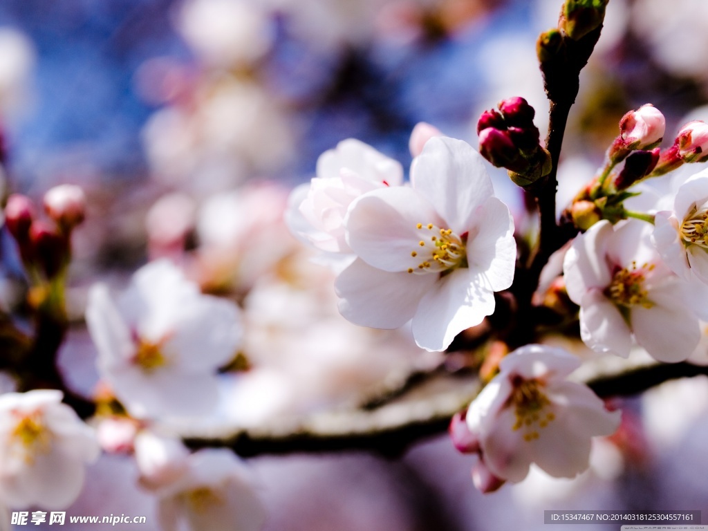 桃花