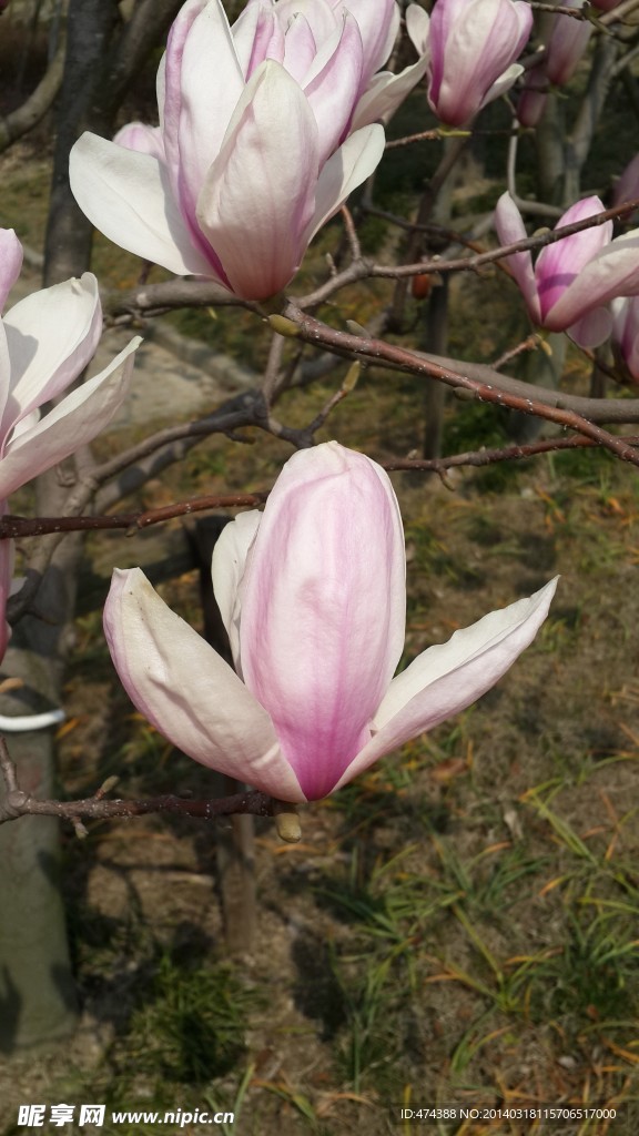 粉色花