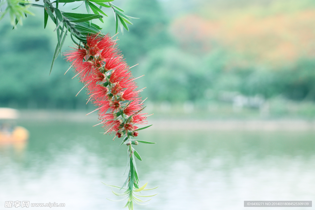 树花
