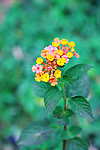花图片