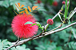 花球