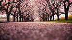 樱花道路
