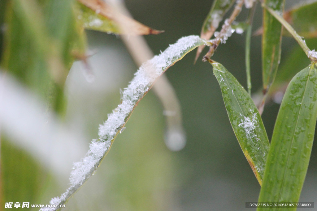 白雪