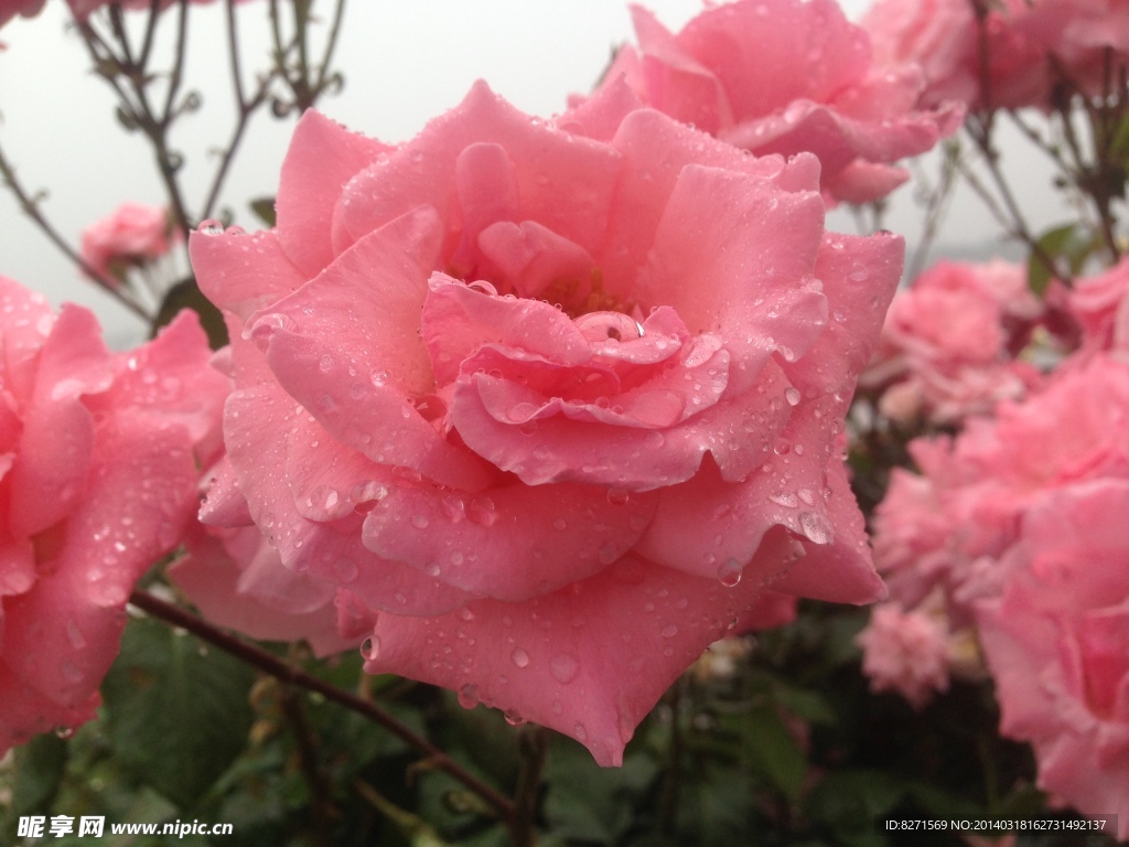 雨后月季花