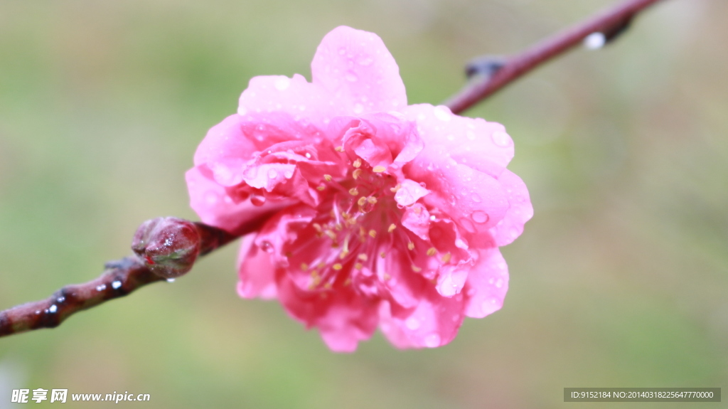 一朵桃花