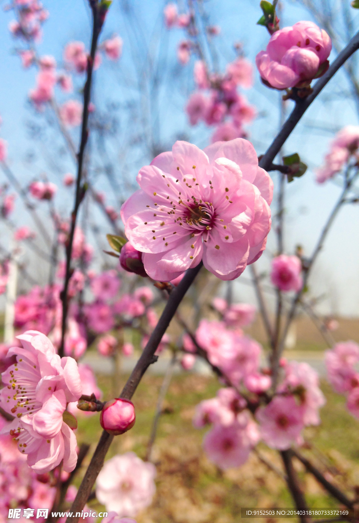 桃花