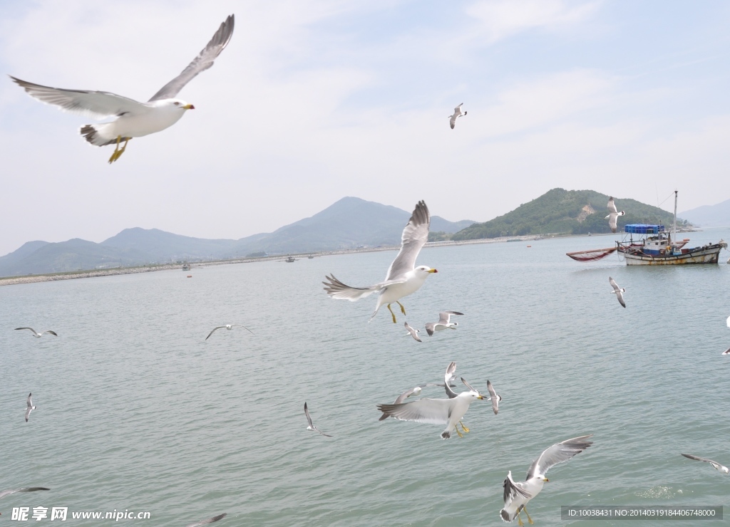 海鸥