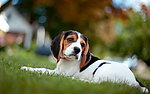 比格犬
