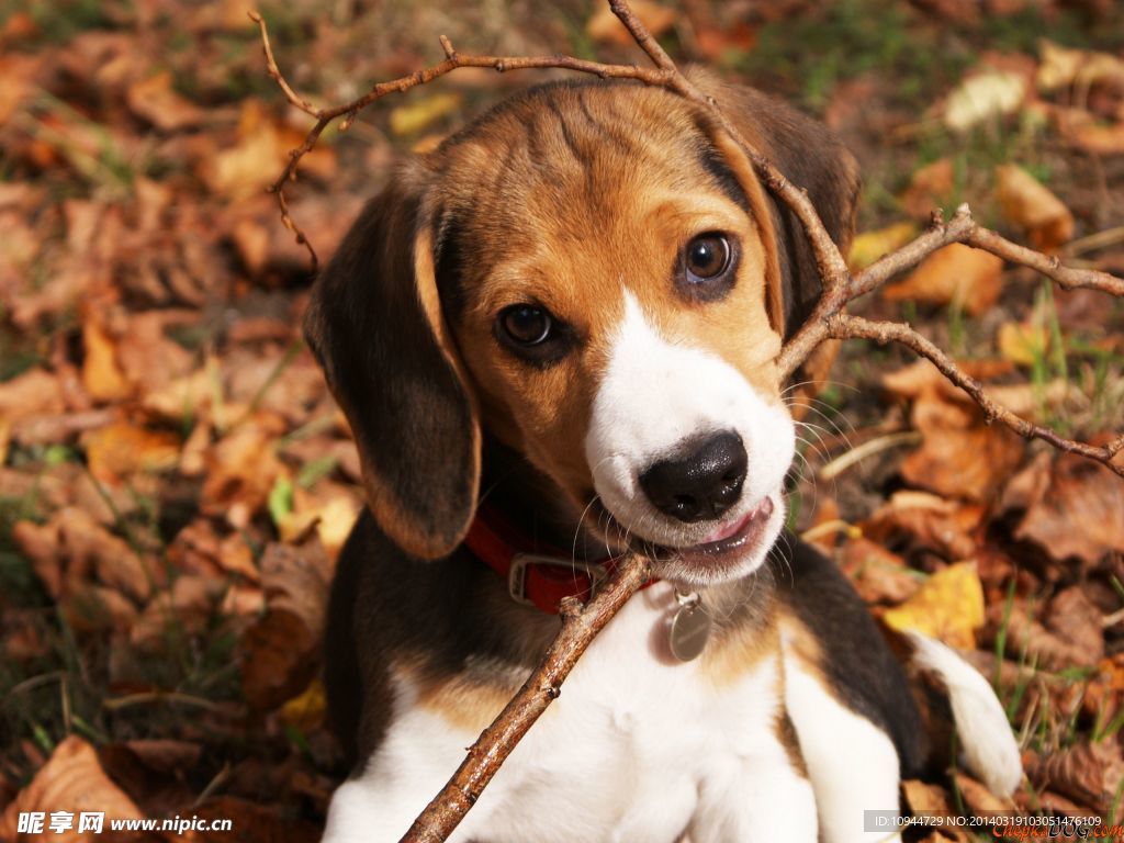 比格犬