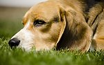 比格犬