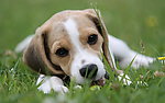 比格犬